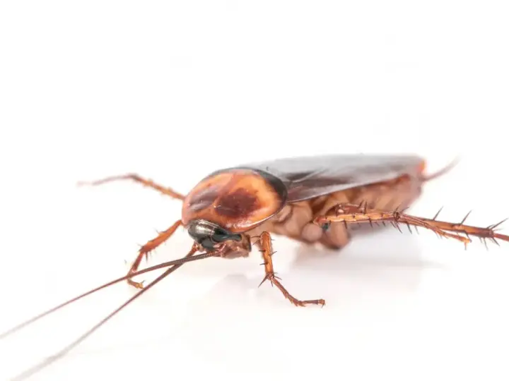 Una ninfa cucaracha alemana, con sus antenas largas y patas espinosas, se arrastra sobre un fondo blanco.