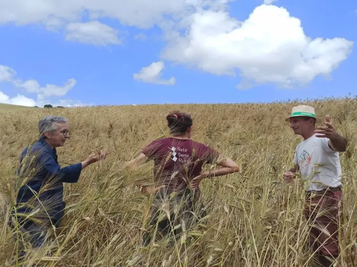Tre persone discutono nel campo di grano maturo, un esempio di coltivazione grano sotto un cielo azzurro con nuvole bianche.
