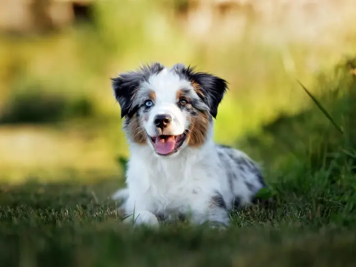 Szczeniak od matki: Kiedy odebrać, by nie skrzywdzić psa?