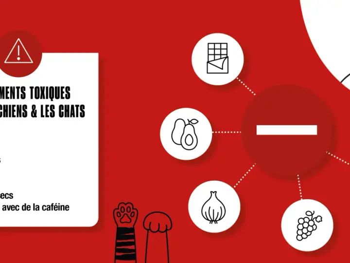 Liste des aliments toxiques pour chiens et chats : chocolat, avocat, oignons, ail, raisins, raisins secs, caféine. Protégez votre animal !