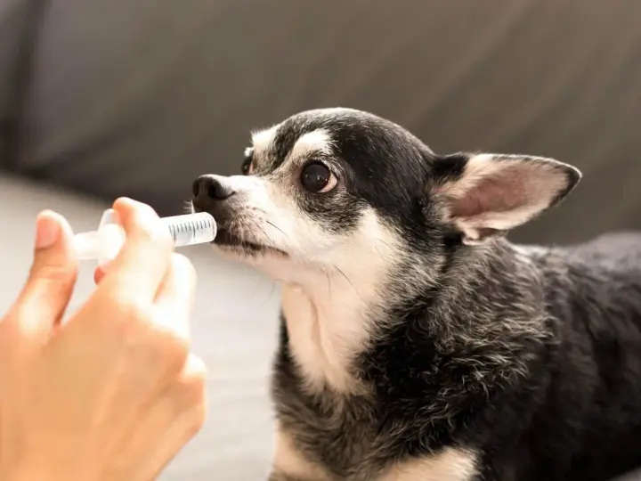 Chihuahua recibiendo líquido de una jeringa, posiblemente para tratar hipoglucemia en perros.