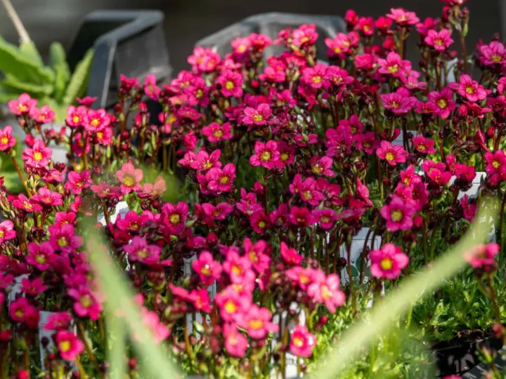 Bienenfreundliche polsterstauden als beeteinfassung, leuchtend pinke Blüten mit gelben Zentren, ideal für Steingärten und Trockenmauern.