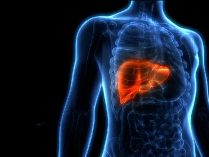 Anatomia wątroby w kolorze pomarańczowym, podkreślająca jej kluczową rolę w organizmie. Dowiedz się, czego nie lubi wątroba, by zachować jej zdrowie.