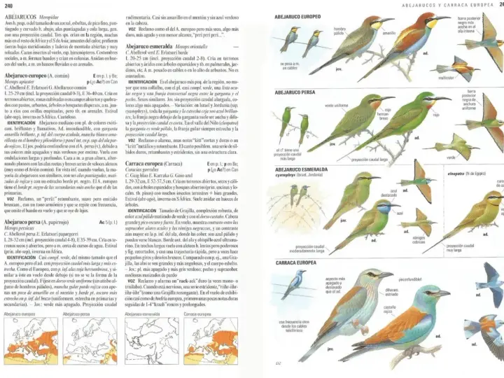 Aves migratorias España: Abejaruco europeo, persa y esmeralda, junto a la carraca europea, ilustrados con detalles de plumaje y distribución.