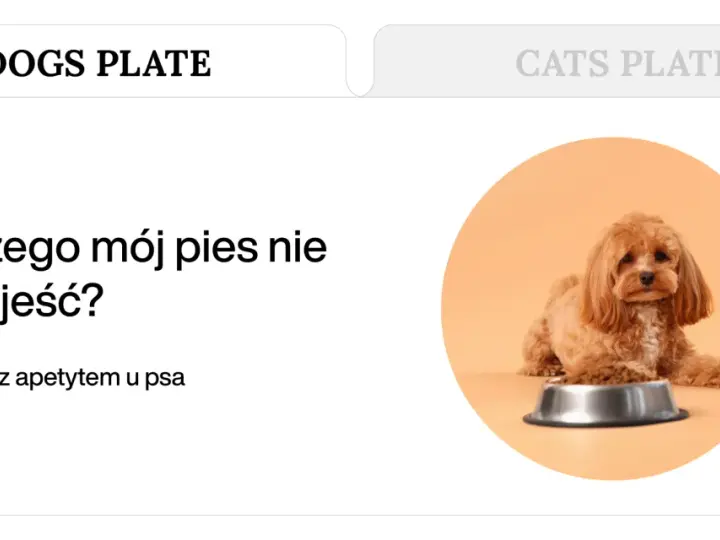 Uroczy piesek leży obok miski z jedzeniem, ale wygląda na to, że mój pies nie chce jeść.