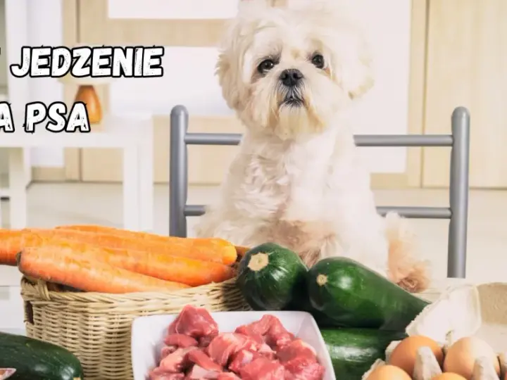 Słodki piesek czeka na pyszne domowe jedzenie dla shih tzu: mięso, marchewki, cukinia i jajka.