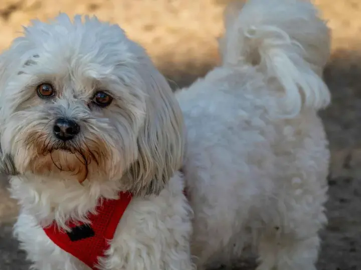 Un adorable Bichón Maltés con un estilo corte pelo esponjoso y un arnés rojo.