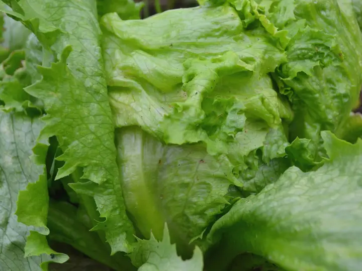 En närbild av en krispig isbergssallat som växer i trädgården. Perfekt för att odla isbergssallad för en fräsch sallad.