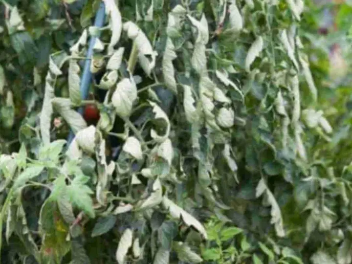 Pianta di pomodoro con foglie accartocciate, sintomo di malattie o stress idrico. Un pomodoro rosso è visibile tra le foglie sofferenti.