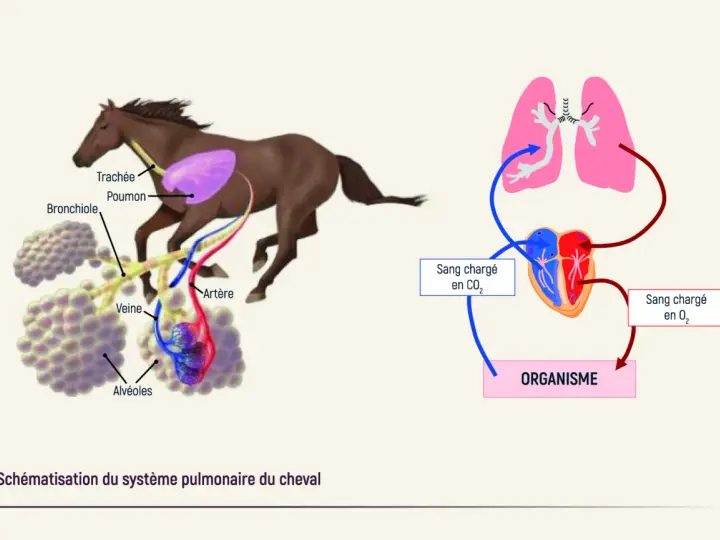 Schéma du système pulmonaire du cheval, montrant les poumons, les bronches, les alvéoles et le cœur. Utile pour comprendre l'asthme cheval.
