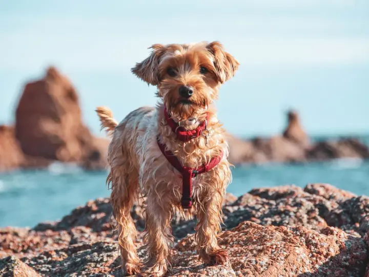 Ein kleiner Hund mit rotem Geschirr steht auf Felsen am Wasser. Ein schöner Tag für einen Badesee mit Hund in NRW.