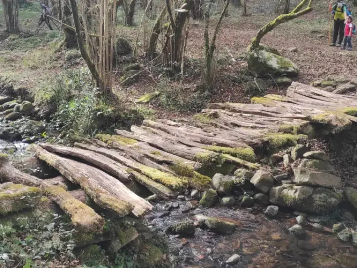 Puente rústico de troncos cubiertos de musgo en la ruta canal de las tejeras. Un arroyo fluye bajo él, rodeado de rocas y vegetación.