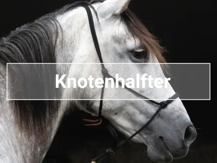 Ein graues Pferd mit einem Knotenhalfter.