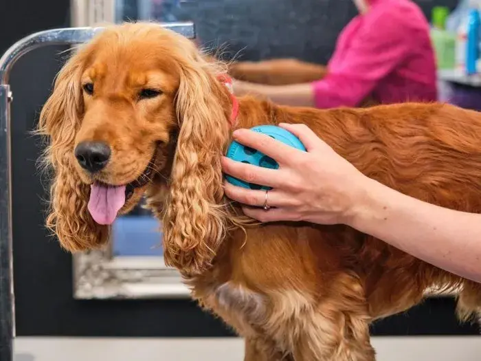 Cocker spaniel czy gubi sierść? Oto co musisz wiedzieć o linieniu