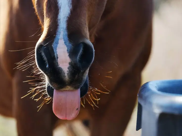 Gros plan sur le museau d'un cheval brun avec sa langue sortie, près d'un abreuvoir. Il boit peut-être pour reconstituer son electrolyte cheval.