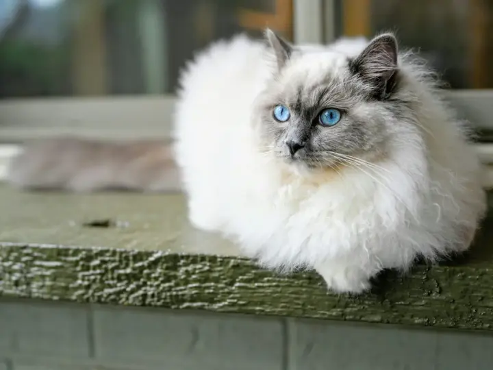 Puszysty ragdoll z niebieskimi oczami siedzi na parapecie. Czy ragdoll śmierdzi? Ten kot pachnie czystością i spokojem.