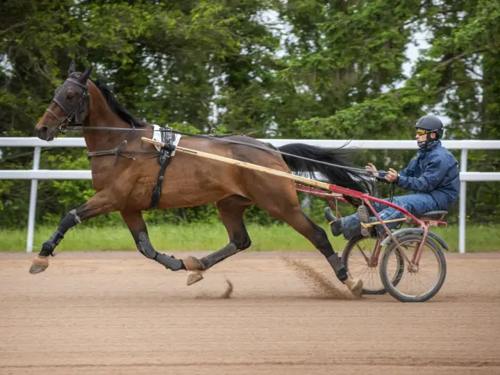 Un cavalier français en action, menant un cheval au trot sur une piste sablonneuse, entouré de verdure.