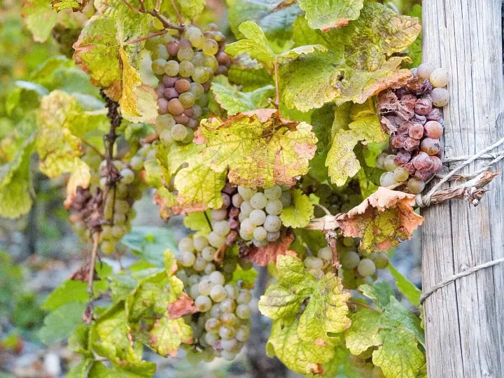 Grappes de raisins blancs et rosés, certains légèrement flétris, sur une vigne. Ces raisins sont prêts à devenir un vin grain noble.