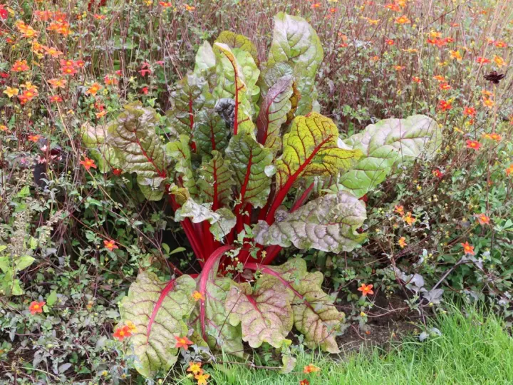 Mangold mit roten Stielen und grünen Blättern wächst neben kleinen orangefarbenen Blüten. Sie sind gute Nachbarn im Garten.