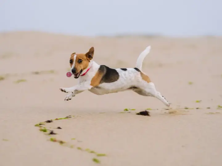 Radosny jack russell terrier w skoku na plaży, z obrożą i zawieszką. Zastanawiasz się nad jack russell terrier cena?