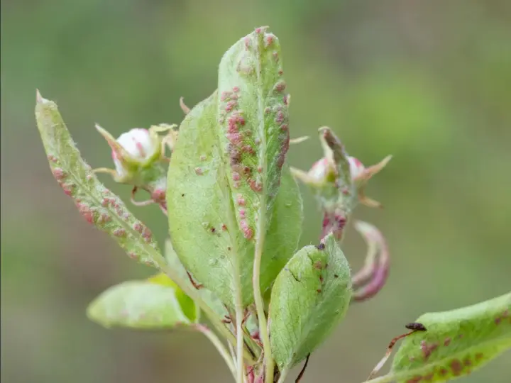 Feuilles de poirier atteintes par le phytopte du poirier, avec de petites pustules rouges et des bourgeons floraux.