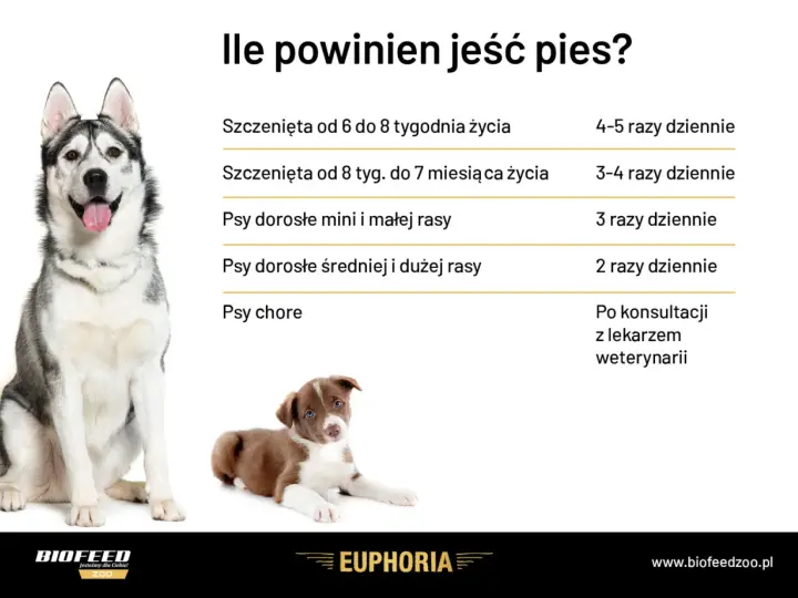 Ile razy dziennie karmić psa? Tabela podpowiada: szczenięta 4-5 razy, dorosłe psy 2-3 razy, chore po konsultacji z weterynarzem.