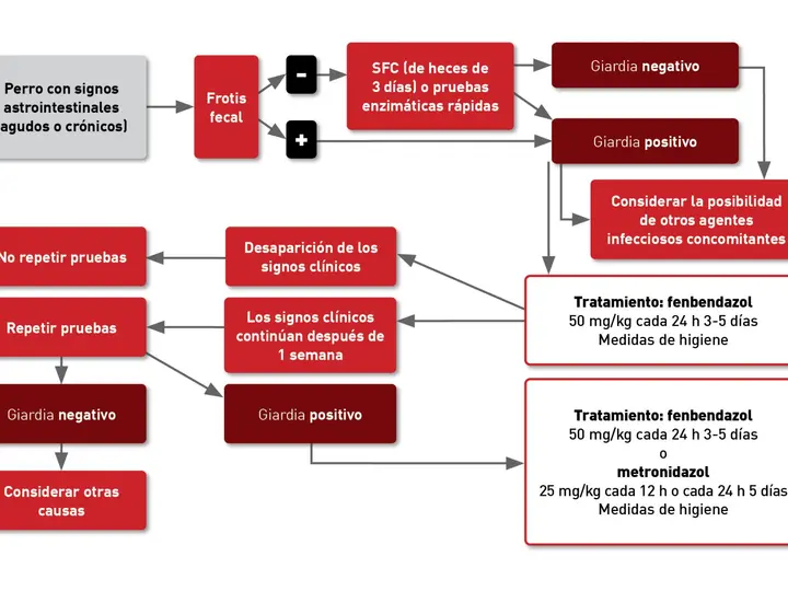 Diagrama de flujo para diagnosticar y tratar giardia en perros con síntomas gastrointestinales. Incluye pruebas, resultados y tratamientos.