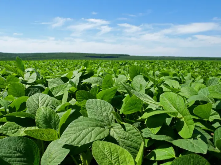 Vasto campo di soia verde sotto un cielo azzurro con nuvole bianche. La vegetazione rigogliosa si estende fino all'orizzonte.