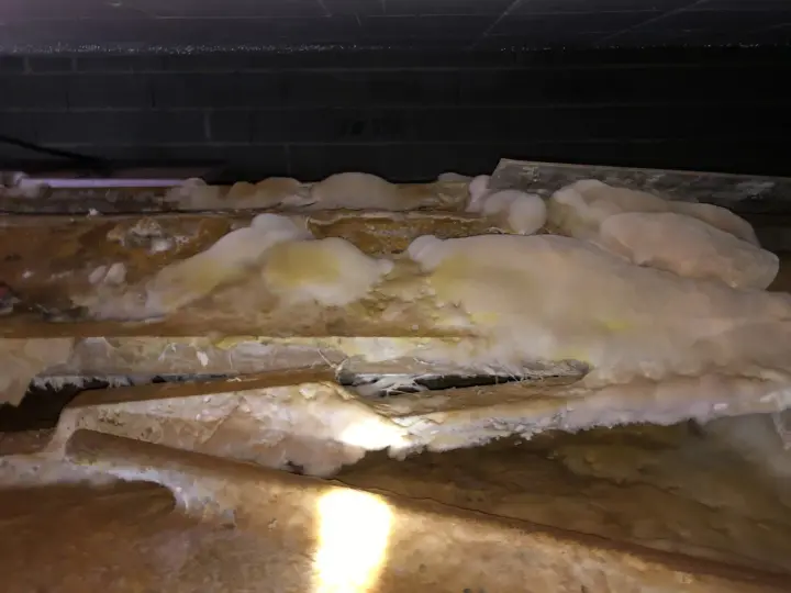 Gros plan sur des poutres en bois envahies par une moisissure blanche et jaune, signe d'une infestation nécessitant un traitement contre la mérule.