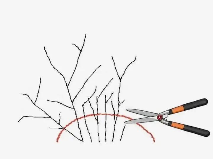 Ilustracja pokazuje nożyce ogrodnicze gotowe do przycinania tawuły po przekwitnięciu. Czerwona linia zaznacza obszar cięcia.