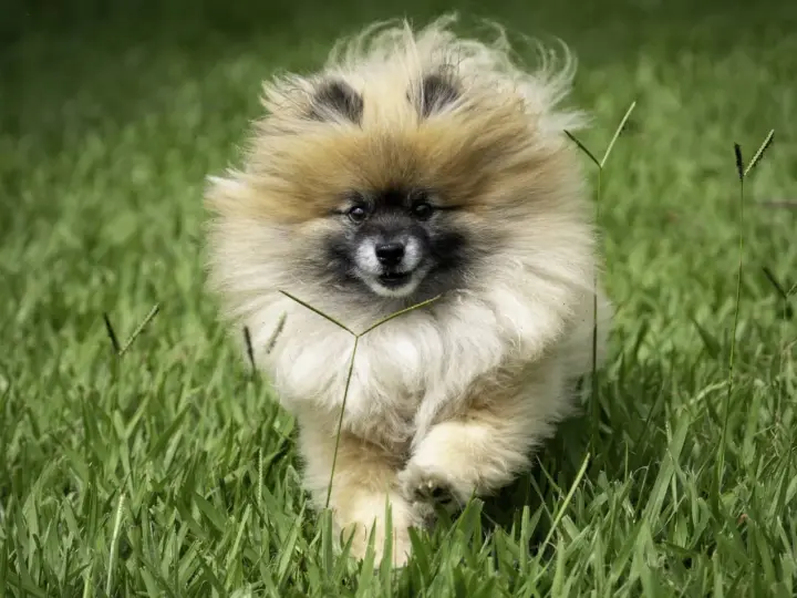 Un adorable Spitz nain court dans l'herbe. Il est encore jeune, mais on se demande à quel âge un spitz nain est propre.