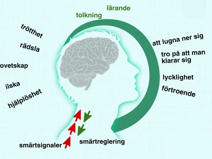 Diagram visar hur hjärnan tolkar smärtsignaler, påverkad av känslor som rädsla och ilska, vilket kan leda till problem med benhinnor.