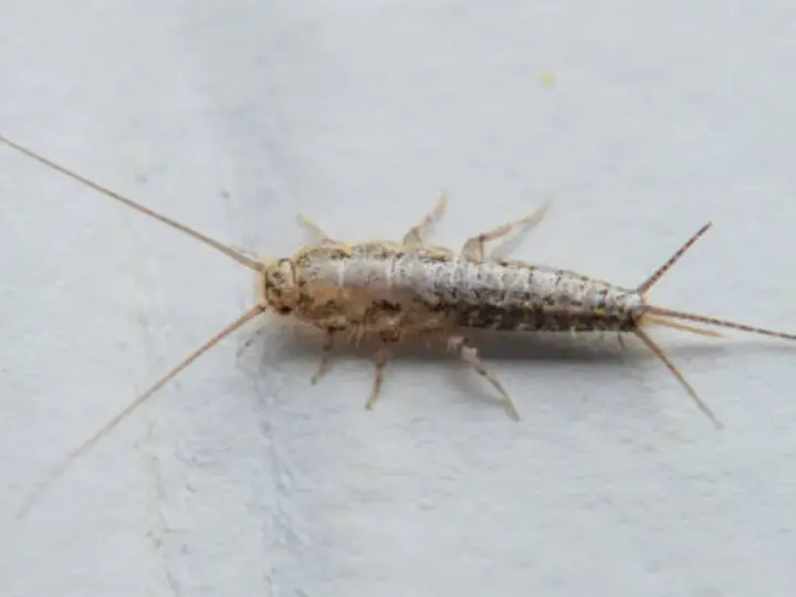 Una cucaracha plateada, con sus largas antenas y tres apéndices en la cola, se arrastra sobre una superficie blanca.