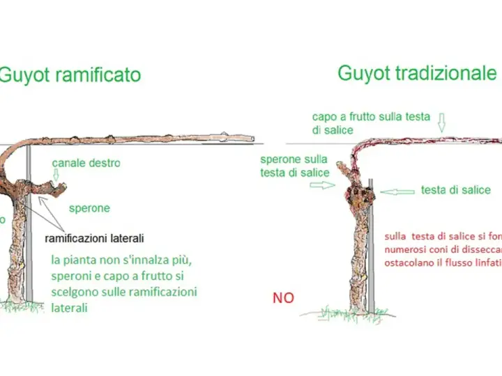 Confronto tra potatura Guyot ramificato e tradizionale. Il primo favorisce la crescita su speroni e ramificazioni laterali.