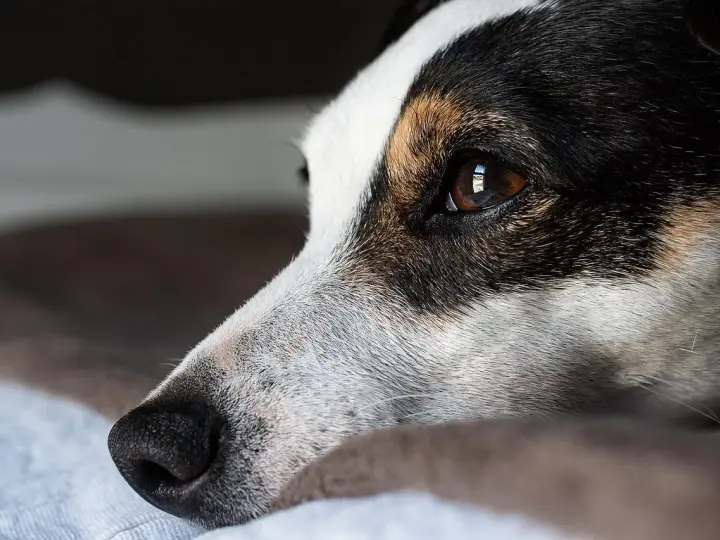 Smutny jack russell długowłosy leży, patrząc w dal.