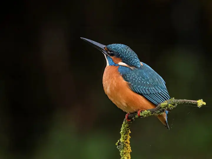 Un martin pescador pájaro, con plumaje azul y naranja, posa en una rama cubierta de musgo.