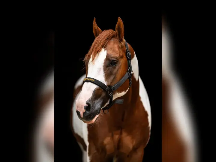 Magnifique étalon Paint Horse, robe alezan et blanc, portant un licol noir avec inscription dorée.