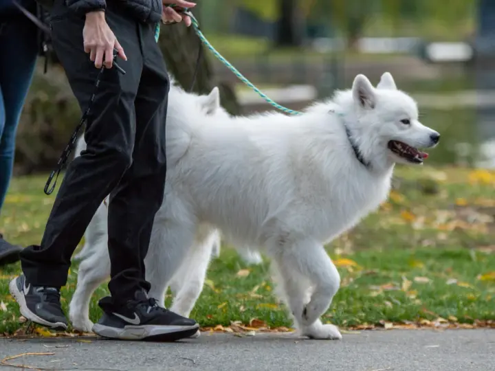Biały samoyed, którego waga jest idealna, spaceruje z opiekunem po parku jesienią.