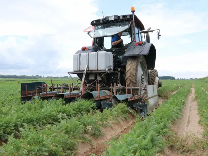 Traktor z maszyną do zbioru marchwi pracuje na polu. Maszyna tworzy wąski klin w ziemi, oddzielając rośliny.