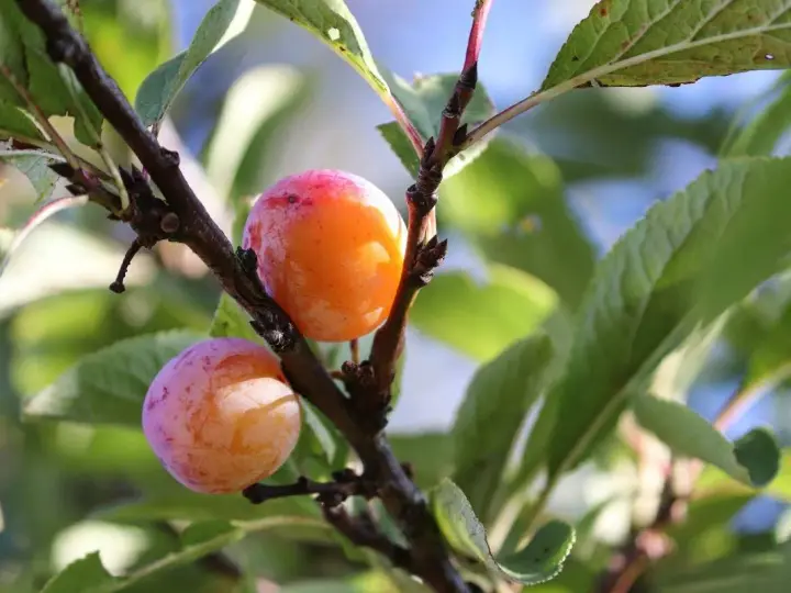 Deux prunes mûres, une orange et une rose, pendent d'une branche de prunier du Japon.