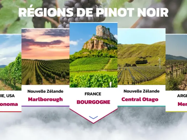 Cinq régions viticoles célèbres pour le pinot noir : Californie, Nouvelle-Zélande (Marlborough et Central Otago), France (Bourgogne) et Argentine (Mendoza).