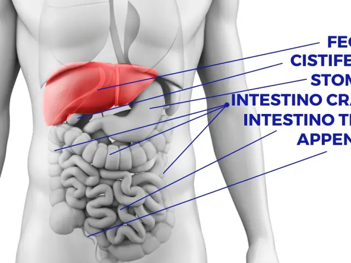 Anatomia umana: fegato, stomaco, intestino crasso e tenue. Cosa c'è sotto le costole a sinistra? L'intestino tenue e crasso.