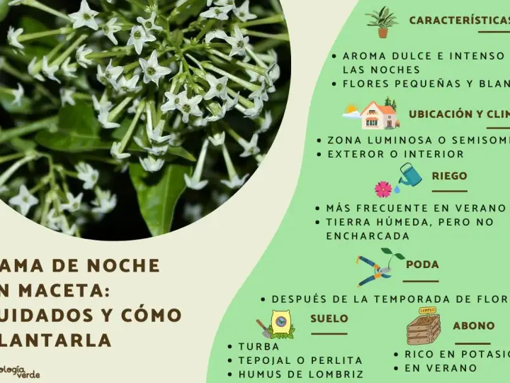 Ramo de flores blancas de la dama de noche, con detalles sobre sus cuidados, riego y ubicación.
