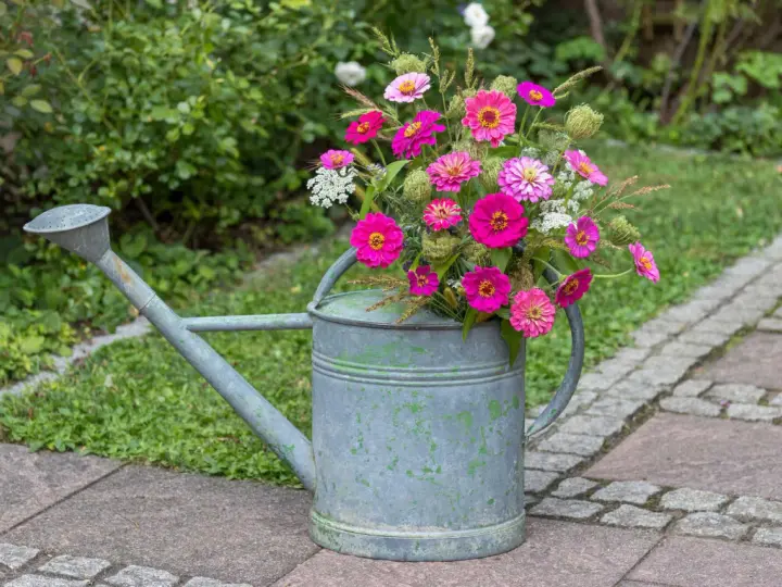 Ein Strauß bunter Zinnien in einer alten Gießkanne, die als dekorativer Blickfang dient. Der ideale Zinnien Standort ist sonnig.