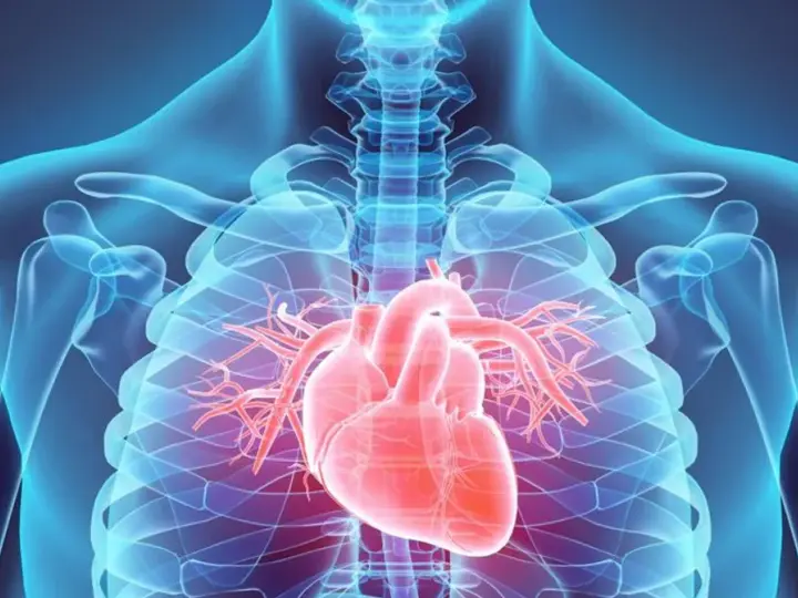 Anatomia serca w schemacie. Czerwone serce na tle niebieskiego szkieletu. Warto znać zapalenie mięśnia sercowego objawy.