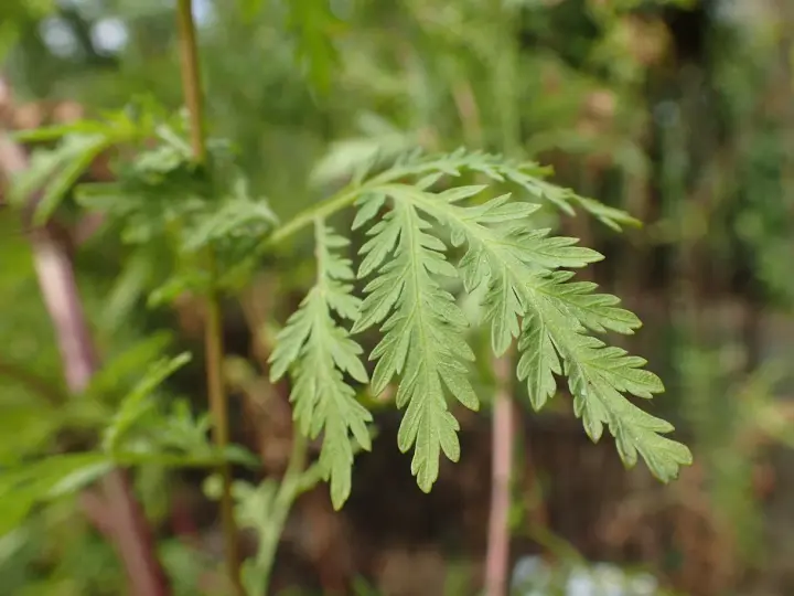 Feuilles découpées d'Artemisia annua, plante aux nombreux artemisia annua bienfaits.