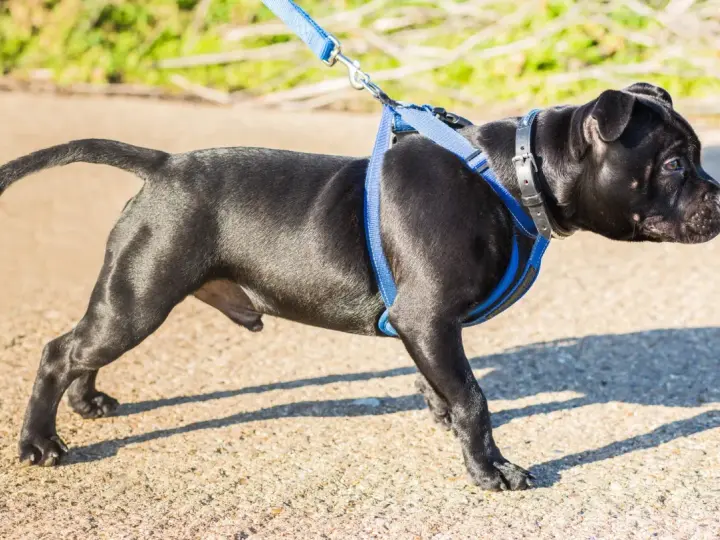Jeune chien noir avec un harnais bleu, prêt pour sa promenade.