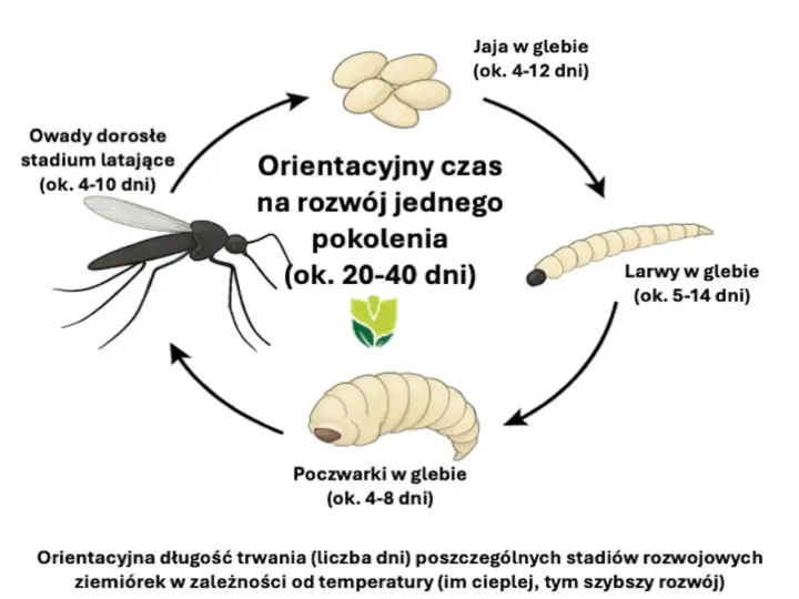 Cykl rozwojowy ziemiórek: jaja, larwy, poczwarki i owady dorosłe. Ziemiórki to naturalny wróg ziemiórek, który zwalcza je na etapie larwalnym.
