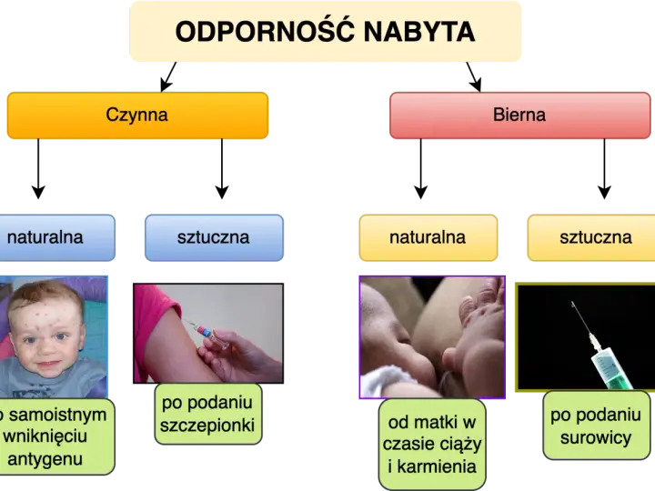 Jak poprawić odporność organizmu? Schemat przedstawia nabyte odporności: czynną (naturalną po chorobie, sztuczną po szczepieniu) i bierną (naturalną od matki, sztuczną po surowicy).