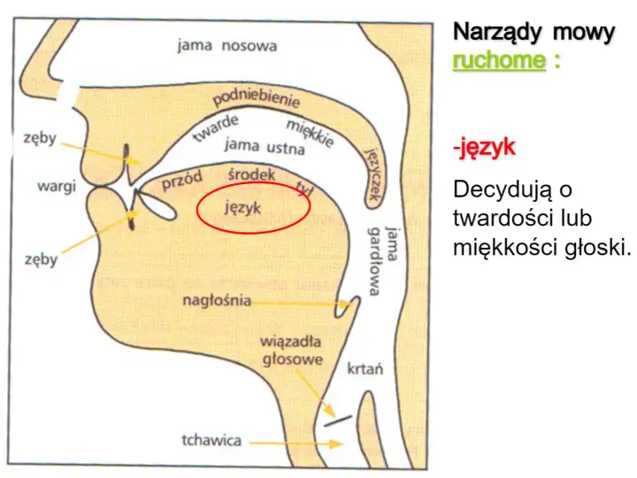 Schemat narządów mowy z zaznaczonym językiem, kluczowym dla głosek ustnych i nosowych.